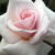 Rose - Rosiers hybrides de thé - Ophelia